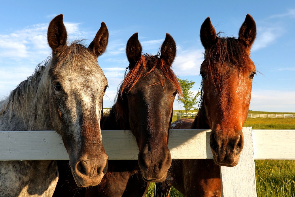  How Horses Help Humans Heal with McCaskill Family Services and the Brighton Equestrian Club.